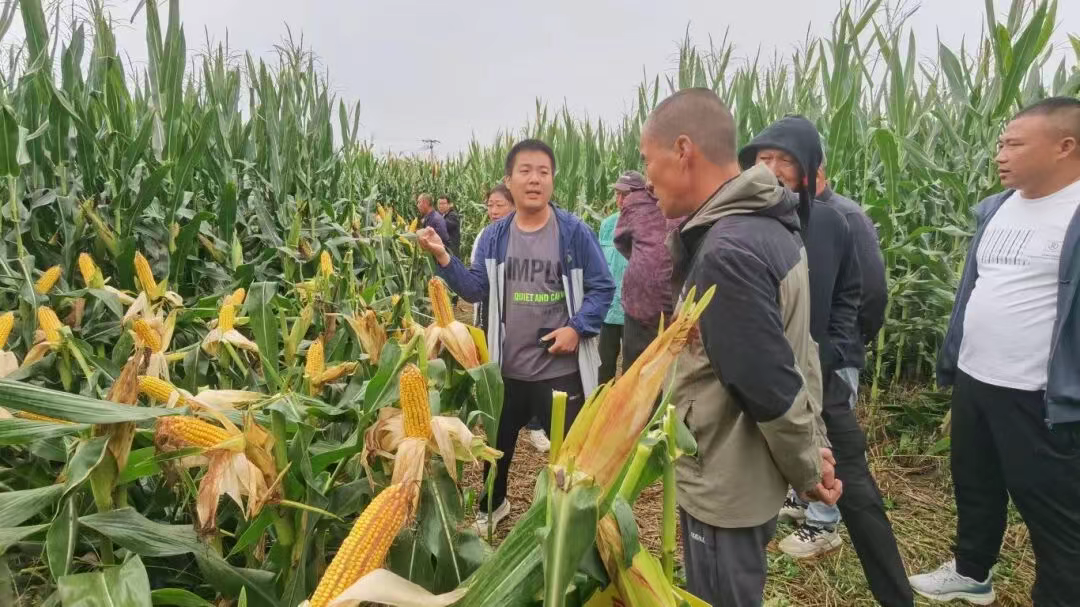 丰收在望 玉米新品种秋季展示观摩会举行