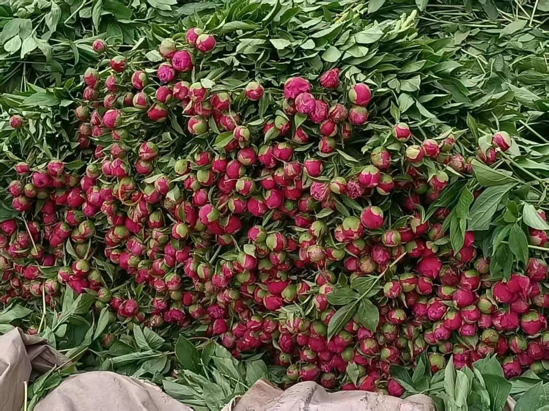 新型农业经营主体、农业社会化服务典型案例  安平县支农种植专业合作社