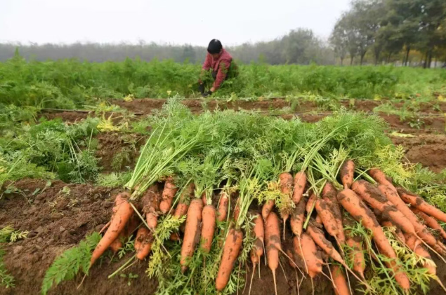 石家庄无极：胡萝卜丰收铺就村民增收致富路
