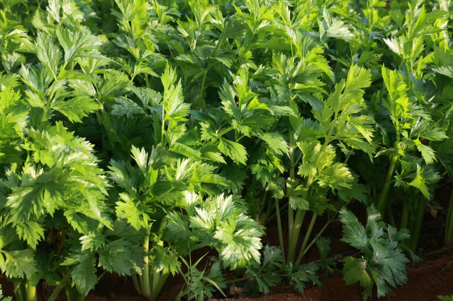 元氏：蔬菜大棚绿意浓 奏响冬日“增收曲”