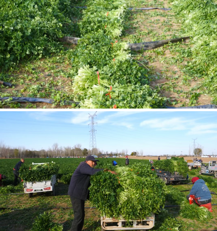 阜城县：特色香菜种出“好味道” 订单农业铺就“致富路”