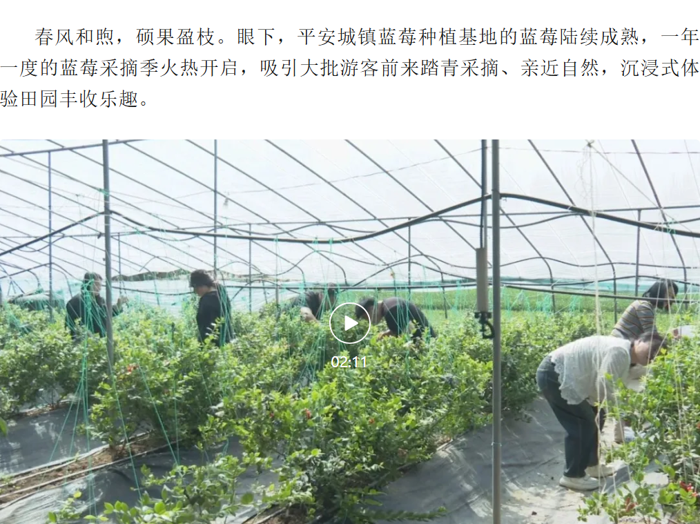 遵化：莓果飘香引客来